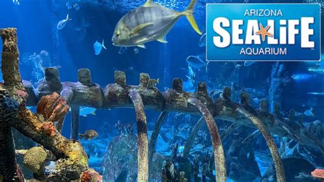 Sea life aquarium arizona - SEA LIFE Arizona Aquarium is a great place to learn about the ocean and its inhabitants. It is located in Tempe, Arizona, and is home to over 5,000 marine animals. The aquarium offers a variety of exhibits, including the only 360-degree ocean tunnel in Arizona, a touch pool, and a feeding display.